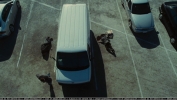 cap1277.jpg