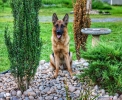 Filename=071.jpg
Filesize=168KiB
Dimensions=960x782
Date added=Aug 08, 2017 071.jpg